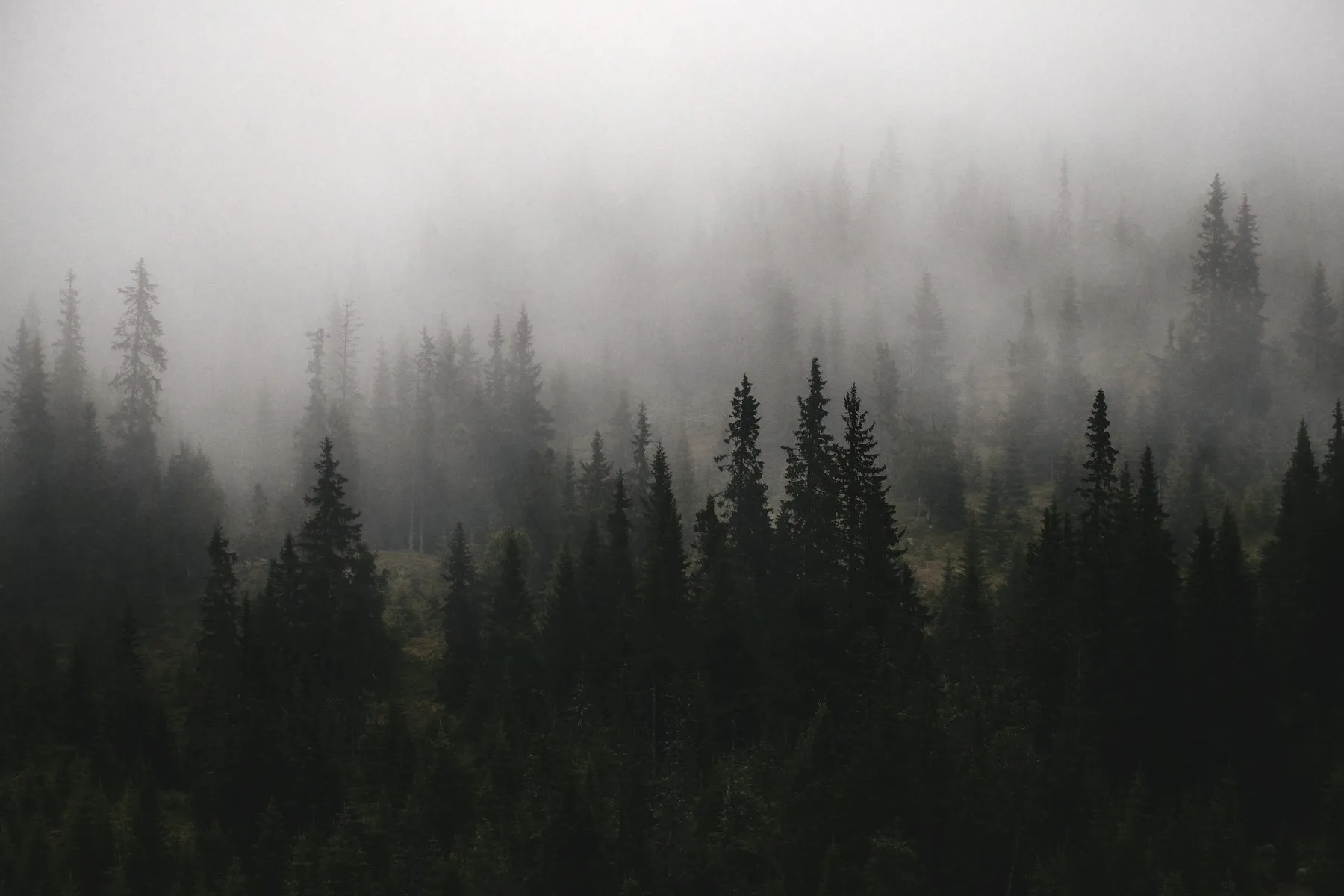 Forêt de conifères noyée dans une brume épaisse, les arbres du fond presque effacés, comme une information qu'on croit voir sans la voir vraiment.
